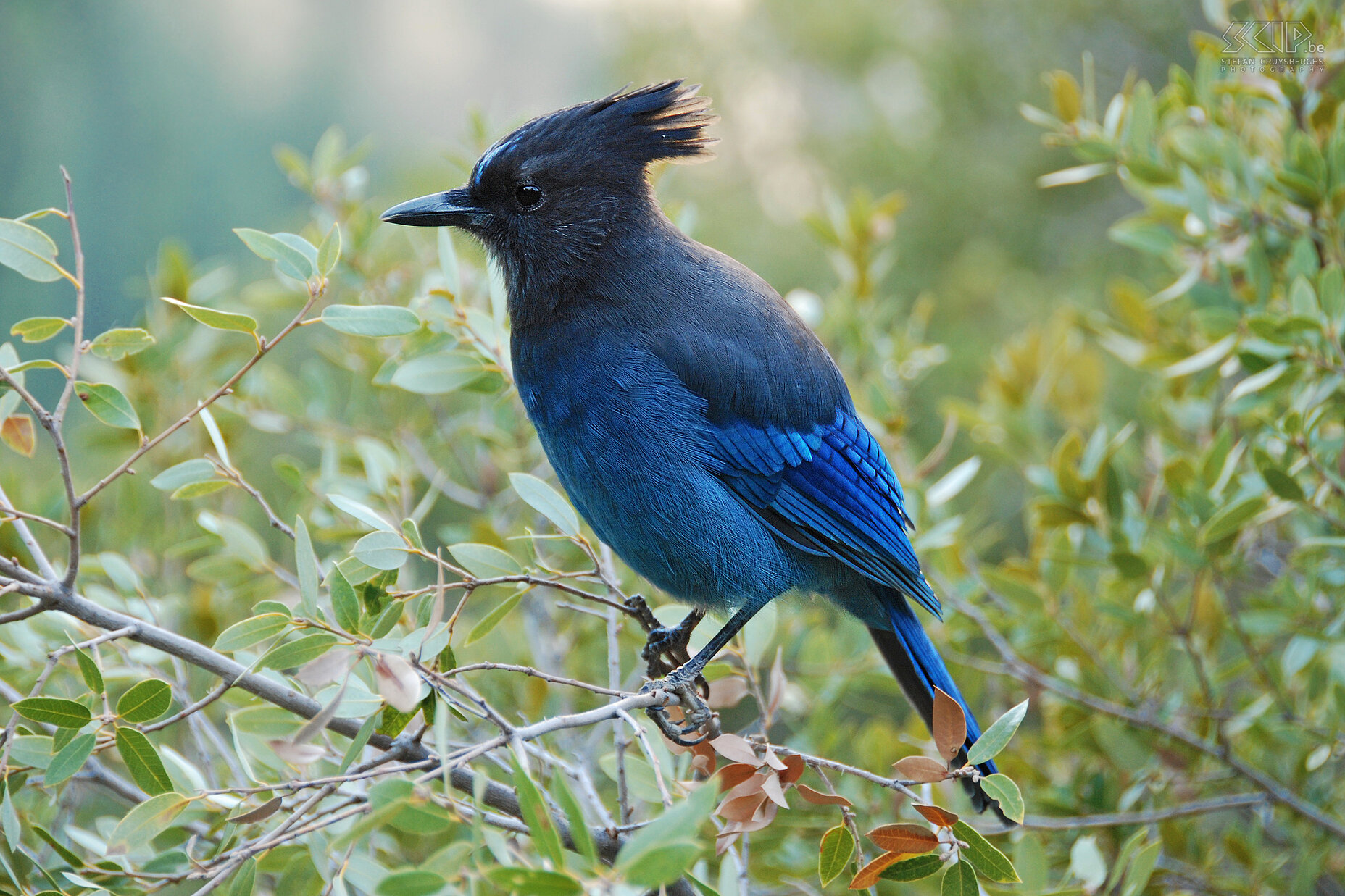 Yosemite - 4 Mile Trail - Stellar's Jay The Stellar jay (Cyanocitta stelleri) is a common but beautiful blue-black jay. Stefan Cruysberghs